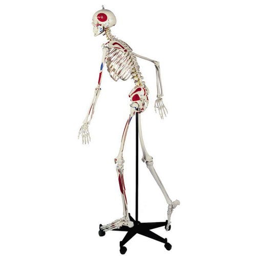 Anatomisches Skelettmodell - A200.3 - RÜDIGER - ANATOMIE  - Muskel / Ganzkörper / Wirbelsäule