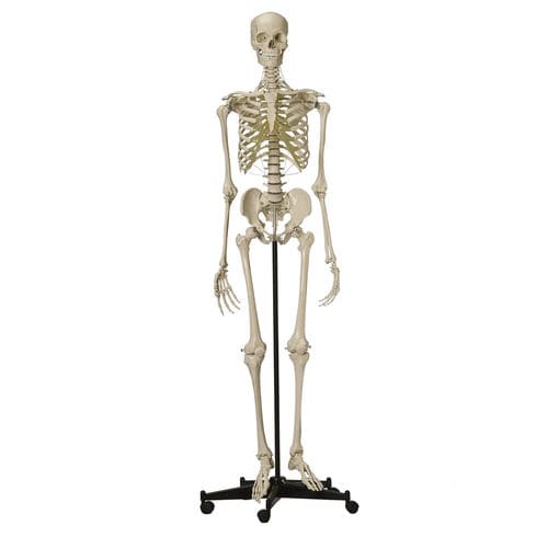 Anatomisches Skelettmodell - A200.4 - RÜDIGER - ANATOMIE  - Schädel / Ganzkörper / für die Ausbildung