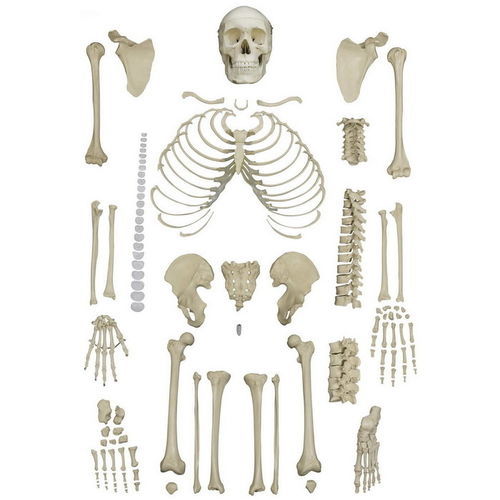 Anatomisches Skelettmodell - A202 - RÜDIGER - ANATOMIE  - für die Ausbildung / exartikuliert