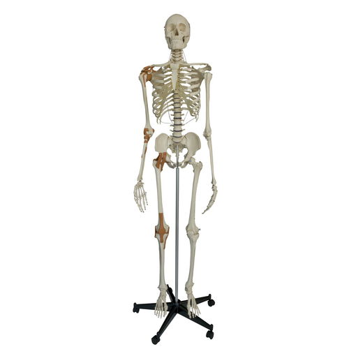 Anatomisches Skelettmodell - A204 - RÜDIGER - ANATOMIE  - Knie / Ganzkörper / Schulter