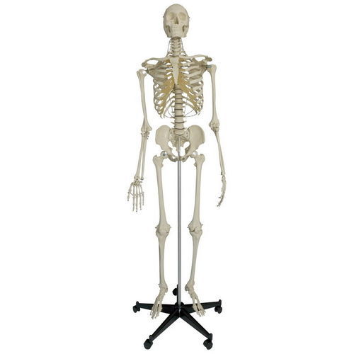 Anatomisches Skelettmodell - A205 - RÜDIGER - ANATOMIE  - Schädel / Gelenk / Ganzkörper