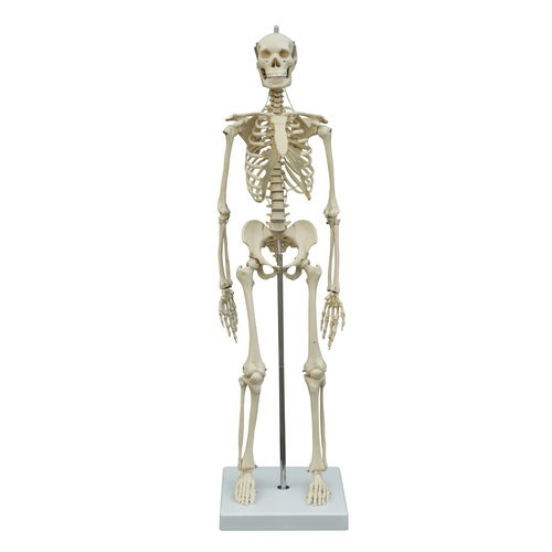 Anatomisches Skelettmodell - MI200 - RÜDIGER - ANATOMIE  - Gelenk / Ganzkörper / für die Ausbildung