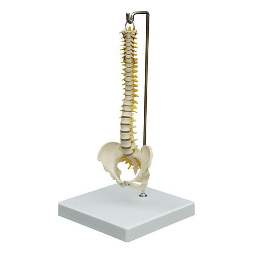 Anatomisches Modell / Wirbelsäule - MI212 - RÜDIGER - ANATOMIE  - Nerv / für die Ausbildung / flexibel