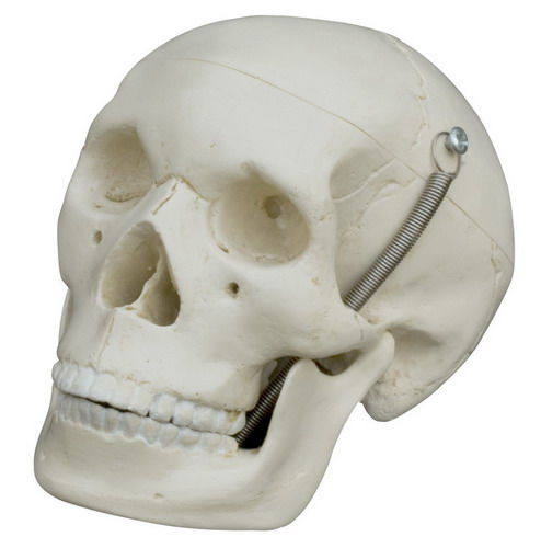 Anatomisches Schädelmodell - MI220 - RÜDIGER - ANATOMIE  - für die Ausbildung / Miniatur