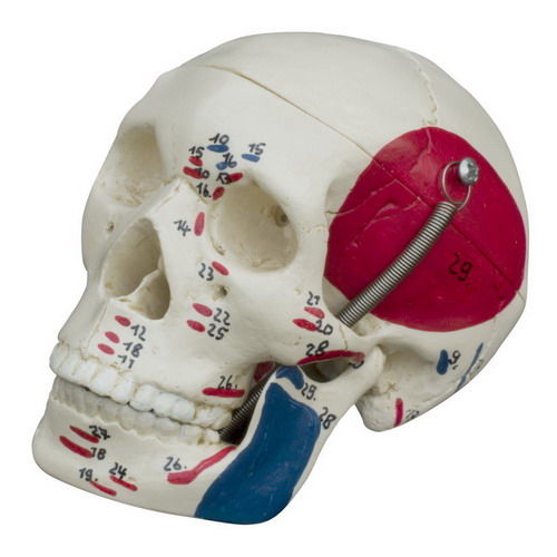 Anatomisches Schädelmodell - MI221 - RÜDIGER - ANATOMIE  - für die Ausbildung / rot / blau
