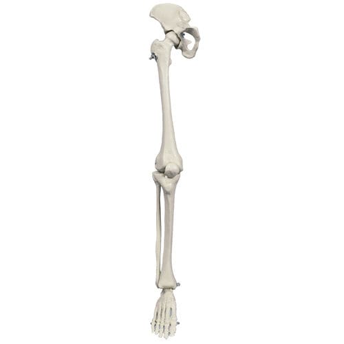 Anatomisches Skelettmodell - MI240 - RÜDIGER - ANATOMIE  - Bein / für die Ausbildung / Miniatur