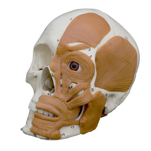 Anatomisches Modell / Knochen - A263 - RÜDIGER - ANATOMIE  - Schädel / für die Ausbildung / mit Muskulatur