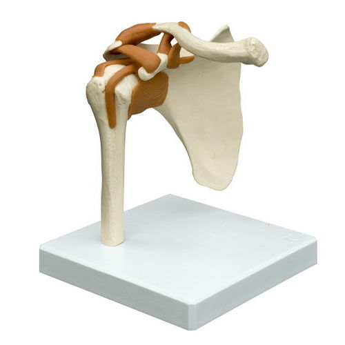 Anatomisches Modell / Gelenk - A250 - RÜDIGER - ANATOMIE  - Schulter / für die Ausbildung