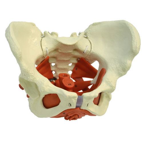 Anatomisches Modell / Becken - A276 - RÜDIGER - ANATOMIE  - für die Ausbildung / weiblich / flexibel