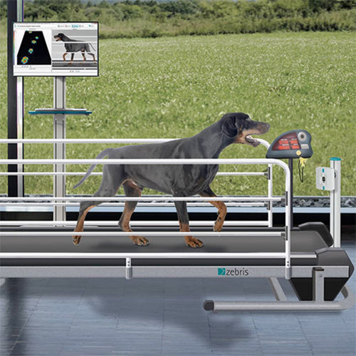 Ganganalysesystem - CanidGait® - zebris Medical - für Veterinärmedizin / automatisch