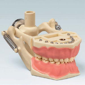 Anatomisches Modell / Gebiss - AK-6/2 DAK - frasaco - für Vorführzwecke