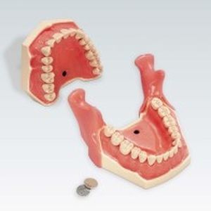 Anatomisches Modell / Dental - AG-3 IB - frasaco - für Dentalanästhesie