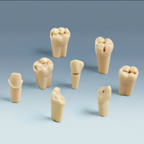 Anatomisches Modell / Zahn - ANA-4 ZP - frasaco - für die Ausbildung