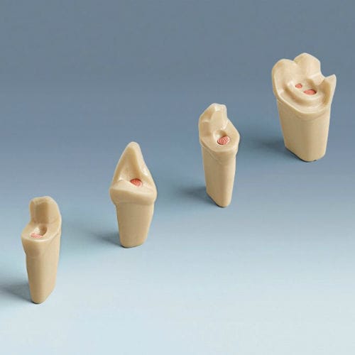 Anatomisches Modell / Zahn - ANA-4 ZEE - frasaco - für die Ausbildung