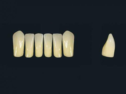 Acrylpolymer-Zahnprothese - TRIBOS 501 LV1-LJ-C2 - GEBDI Dentalproducts GmbH   - für Vorderzähne