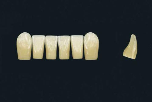 Acrylpolymer-Zahnprothese - TRIBOS 501 LV8-UK-LJ-C2 - GEBDI Dentalproducts GmbH   - für Vorderzähne