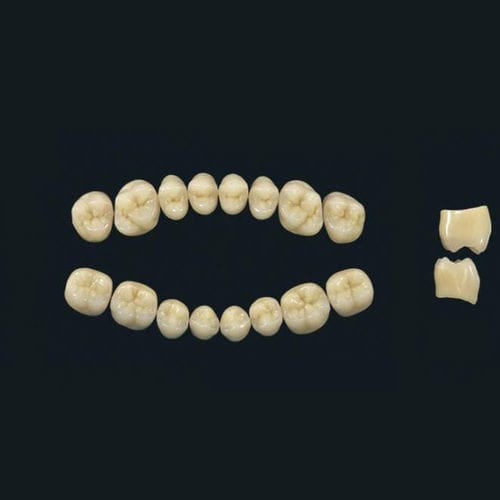 Acrylpolymer-Zahnprothese - TRIBOS 501 PM-LJ-A2 - GEBDI Dentalproducts GmbH   - für Seitenzähne