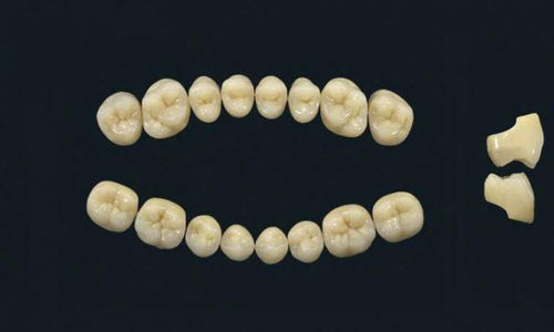 Acrylpolymer-Zahnprothese - TRIBOS 501 SM-UJ-B1 - GEBDI Dentalproducts GmbH   - für Seitenzähne