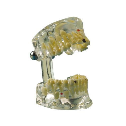 Anatomisches Modell / Unterkiefer - 355643 - Hager & Werken - Zahn / Dental / Oberkiefer