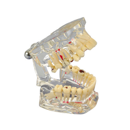 Anatomisches Modell / Unterkiefer - 355642 - Hager & Werken - Gebiss / Oberkiefer / für Vorführzwecke