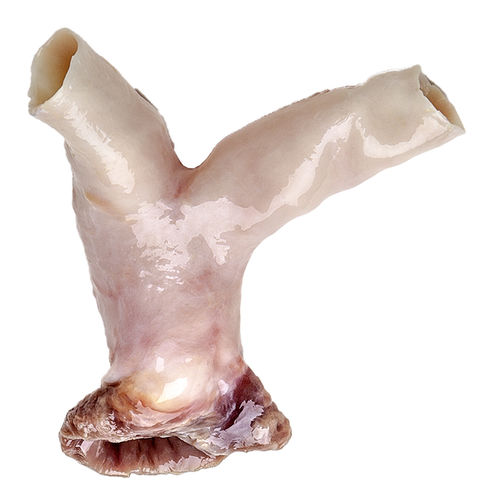 Biologischer Aortenklappenersatz / Pulmonal - CardioGraft® - Lifenet Health  