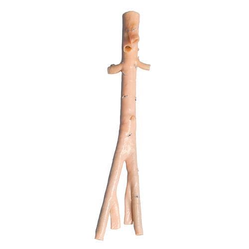 Vaskuläre Bioprothese / Aorta abdominalis - AngioGraft® - Lifenet Health   - Arteria iliaca / allograft