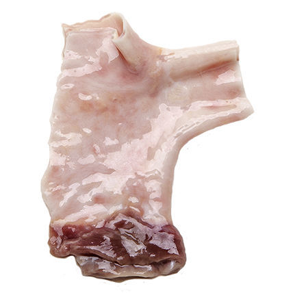 Vaskuläre Bioprothese / Lungenarterie - CardioGraft ® - Lifenet Health   - allograft