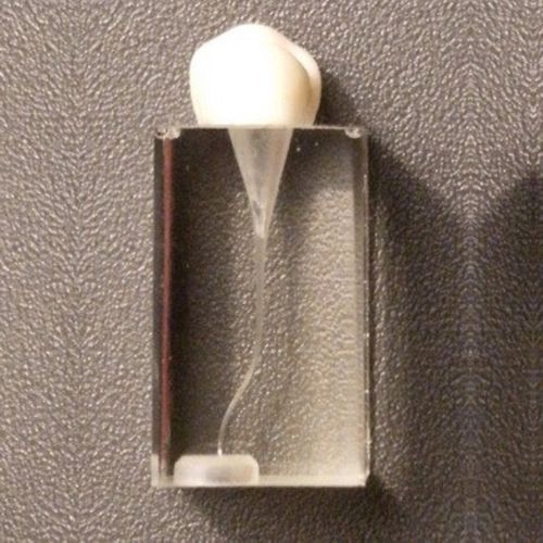 Anatomisches Modell / Zahn - SP011 - Navadha Enterprises   - für Endodontie / für die Ausbildung / transparent
