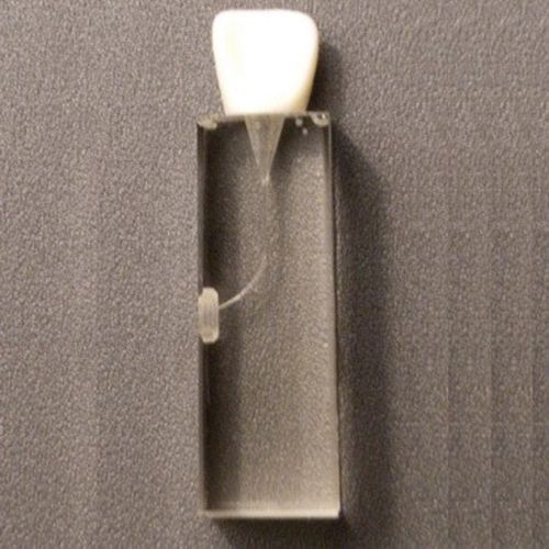 Anatomisches Modell / Zahn - SP012 - Navadha Enterprises   - für Endodontie / für die Ausbildung / transparent