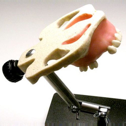 Anatomisches Modell / Kiefer - SP017 - Navadha Enterprises   - Dental / für die Ausbildung / für Sinuslift