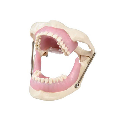 Anatomisches Modell / Unterkiefer - SP015 - Navadha Enterprises   - Kiefer / Gebiss / für Zahnchirurgie