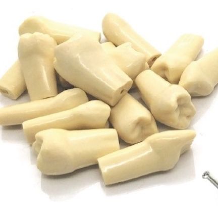 Anatomisches Modell / Zahn - NA217-11 - Navadha Enterprises   - Dental / für die Ausbildung
