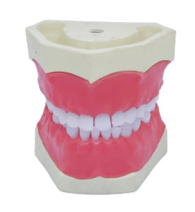 Zahn-Typodont - SP068 - Navadha Enterprises   - Kiefer / Dental / Ausbildung