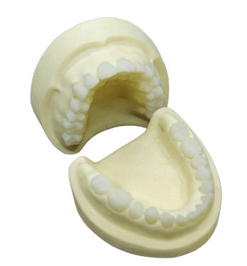 Anatomisches Modell / Kiefer - SP016 - Navadha Enterprises   - Dental / Ausbildung / weiß
