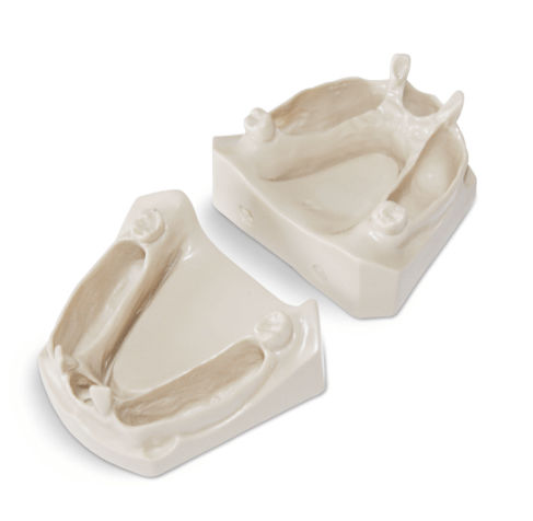 Anatomisches Modell / Kiefer - SP072 - Navadha Enterprises   - Dental / Ausbildung / für Röntgenzwecke