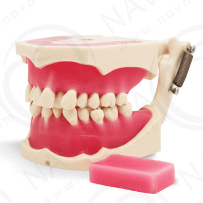 Anatomisches Modell / Kiefer - SP069 - Navadha Enterprises   - für Kieferorthopädie / Ausbildung