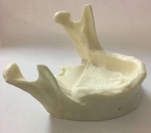 Anatomisches Modell / Unterkiefer - SP043 - Navadha Enterprises   - für Implantologie / Ausbildung / weiß