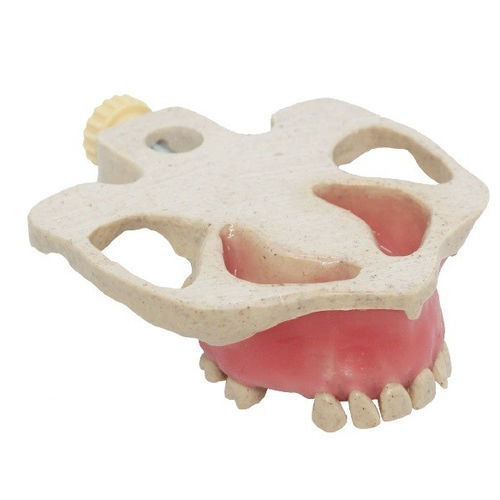 Anatomisches Modell / Nebenhöhle - SP017A - Navadha Enterprises   - für Implantologie / für Sinuslift