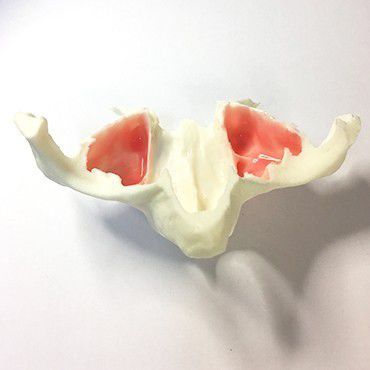 Anatomisches Modell / Kiefer - SP073 - Navadha Enterprises   - Nebenhöhle / für Implantologie / Ausbildung