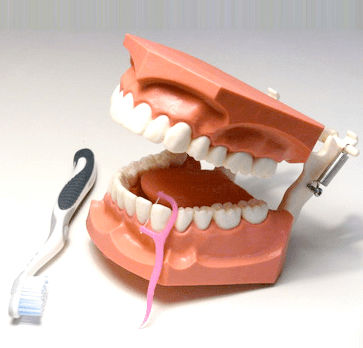 Anatomisches Modell / Mund - SP070 - Navadha Enterprises   - für die Zahnhygiene / für Vorführzwecke