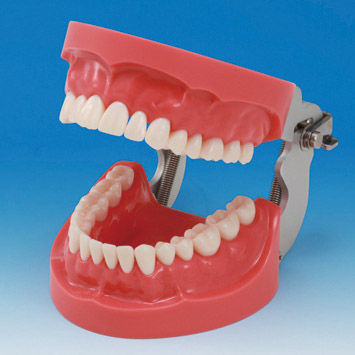Anatomisches Modell / Gebiss - PRO2001-UL-HD-FEM-32 - Nissin Dental Products Inc.   - Zahnfleisch / Ausbildung / Silikon