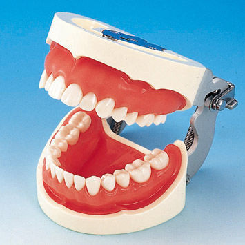 Anatomisches Modell / Gebiss - PRO2002-UL-SP-FEM-28 - Nissin Dental Products Inc.   - Ausbildung / Silikon / rosa