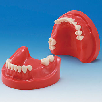 Anatomisches Modell / Unterkiefer - MIS-HD Series - Nissin Dental Products Inc.   - Gebiss / Zahnfleisch / Ausbildung