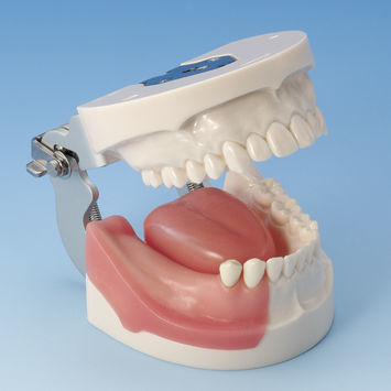 Anatomisches Modell / Knochen - IMP5003 Series - Nissin Dental Products Inc.   - Unterkiefer / Kiefer / für Implantologie
