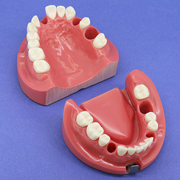 Anatomisches Modell / Kiefer - CON1002 Series - Nissin Dental Products Inc.   - Gebiss / Wurzelkanal / für Endodontie