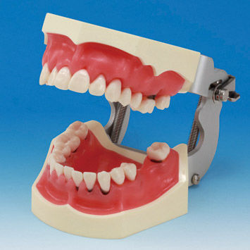 Anatomisches Modell / Gebiss - PER2002-UL-SP-FEM-28 - Nissin Dental Products Inc.   - Zahnfleisch / chirurgisch / für Parodontitis
