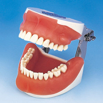 Anatomisches Modell / Gebiss - SUG1003-UL-SP-FEM-28 - Nissin Dental Products Inc.   - Chirurgie / Ausbildung / Extraktion