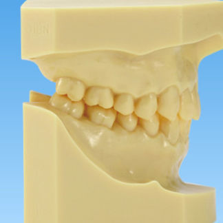 Anatomisches Modell / Gebiss - ORT - Nissin Dental Products Inc.   - für Kieferorthopädie / Ausbildung / Harz