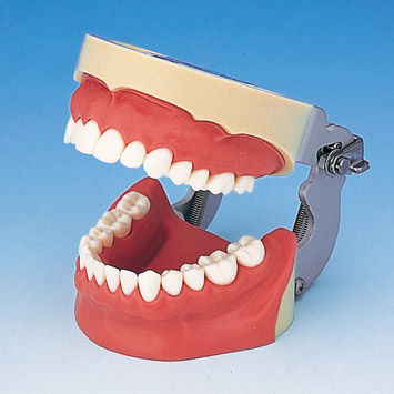 Anatomisches Modell / Gebiss - SUG1004-UL-SP-FEM-28 - Nissin Dental Products Inc.   - Zahnfleisch / Ausbildung / für Injektionen