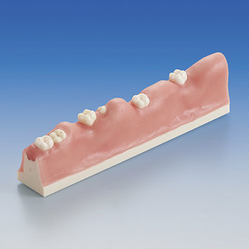 Anatomisches Modell / Dental - SUG1010-T-SP - Nissin Dental Products Inc.   - für Zahnextraktion / Ausbildung